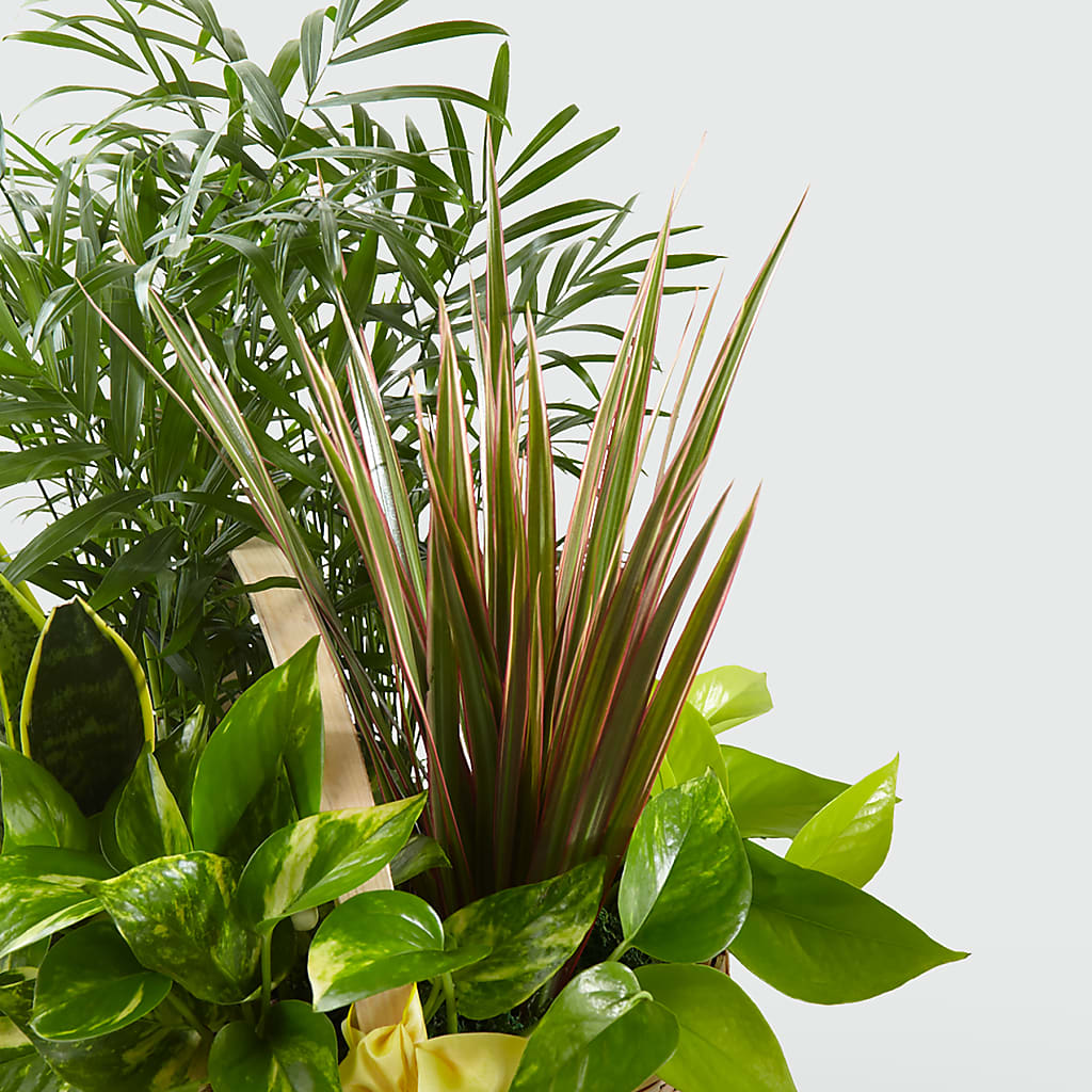 French Garden – Greenbrook Flowers Inc, Jackson MS