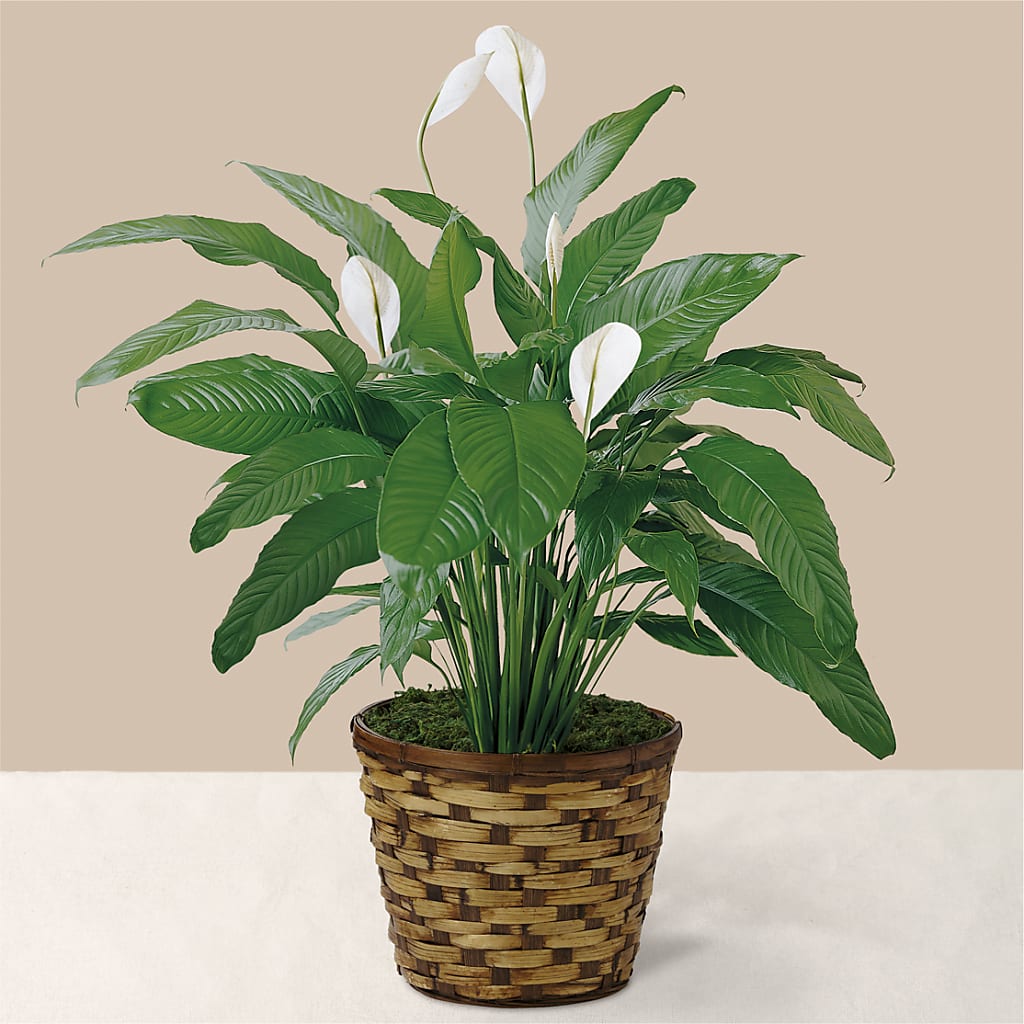 Tranquil Moments Peace Lily Plant – Greenbrook Flowers Inc, Jackson MS