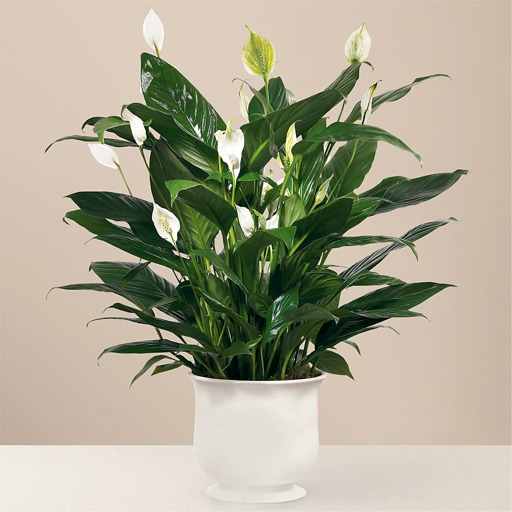 Comfort Planter – Greenbrook Flowers Inc, Jackson MS