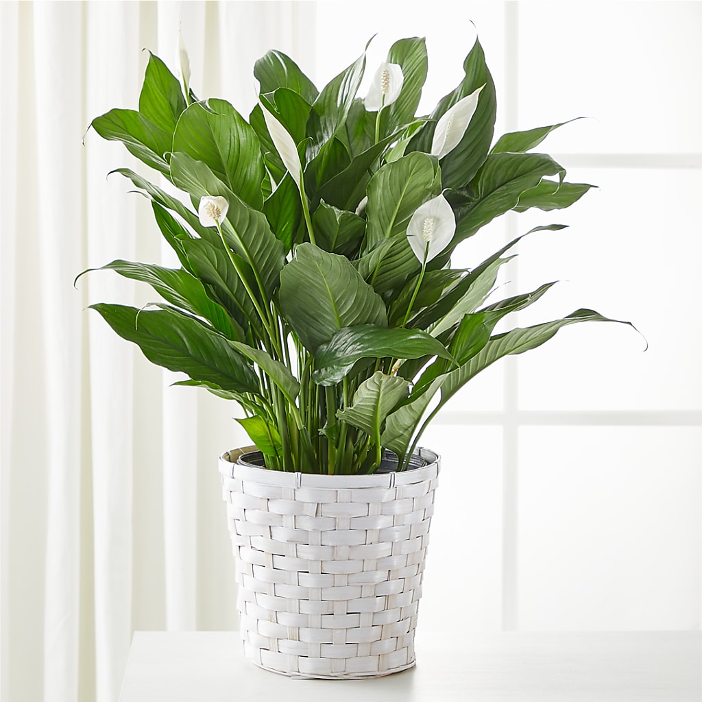 A New Leaf Peace Lily – Greenbrook Flowers Inc, Jackson MS