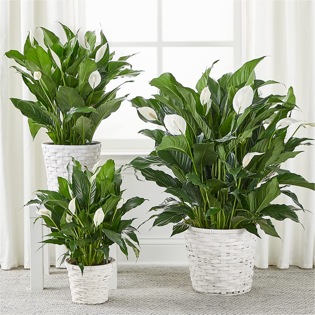 A New Leaf Peace Lily – Greenbrook Flowers Inc, Jackson MS