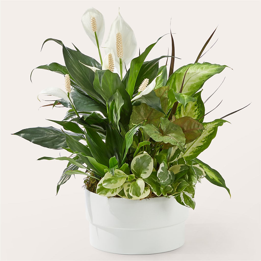 Radiating Positivity Dishgarden – Greenbrook Flowers Inc, Jackson MS