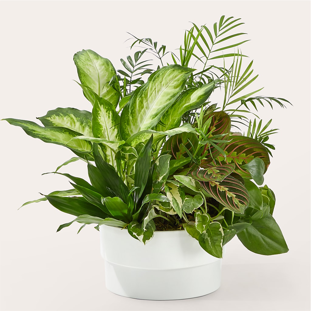 Radiating Positivity Dishgarden – Greenbrook Flowers Inc, Jackson MS