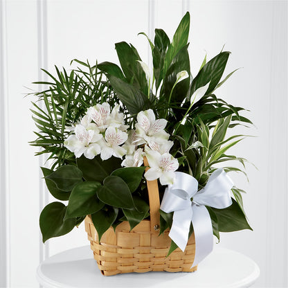 Peace & Serenity Dishgarden –  Greenbrook Flowers Inc, Jackson MS
