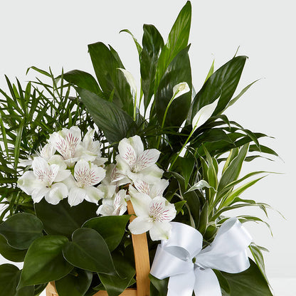 Peace & Serenity Dishgarden –  Greenbrook Flowers Inc, Jackson MS