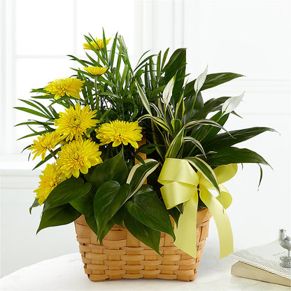 Loving Light Dishgarden –  Greenbrook Flowers Inc, Jackson MS