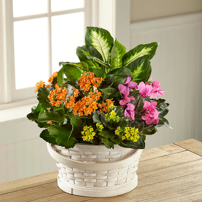 Color Crush Dishgarden –  Greenbrook Flowers Inc, Jackson MS