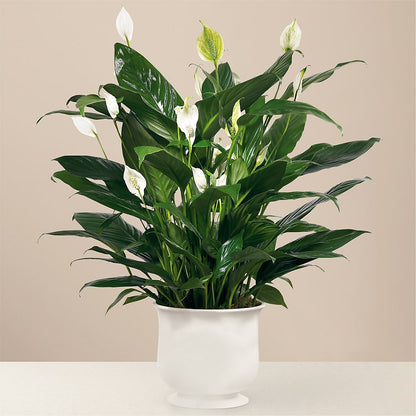 Comfort Planter –  Greenbrook Flowers Inc, Jackson MS