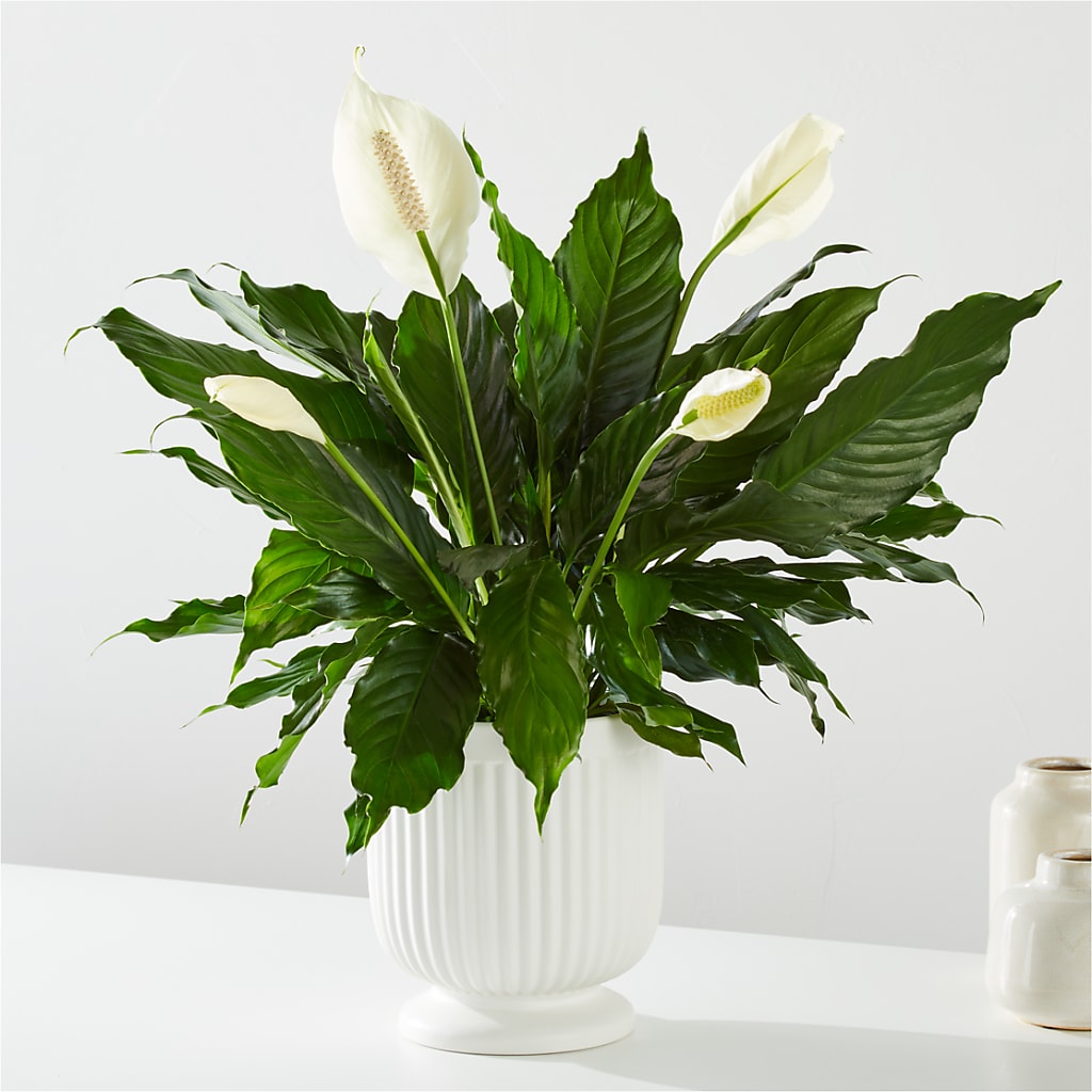 Comfort Planter –  Greenbrook Flowers Inc, Jackson MS