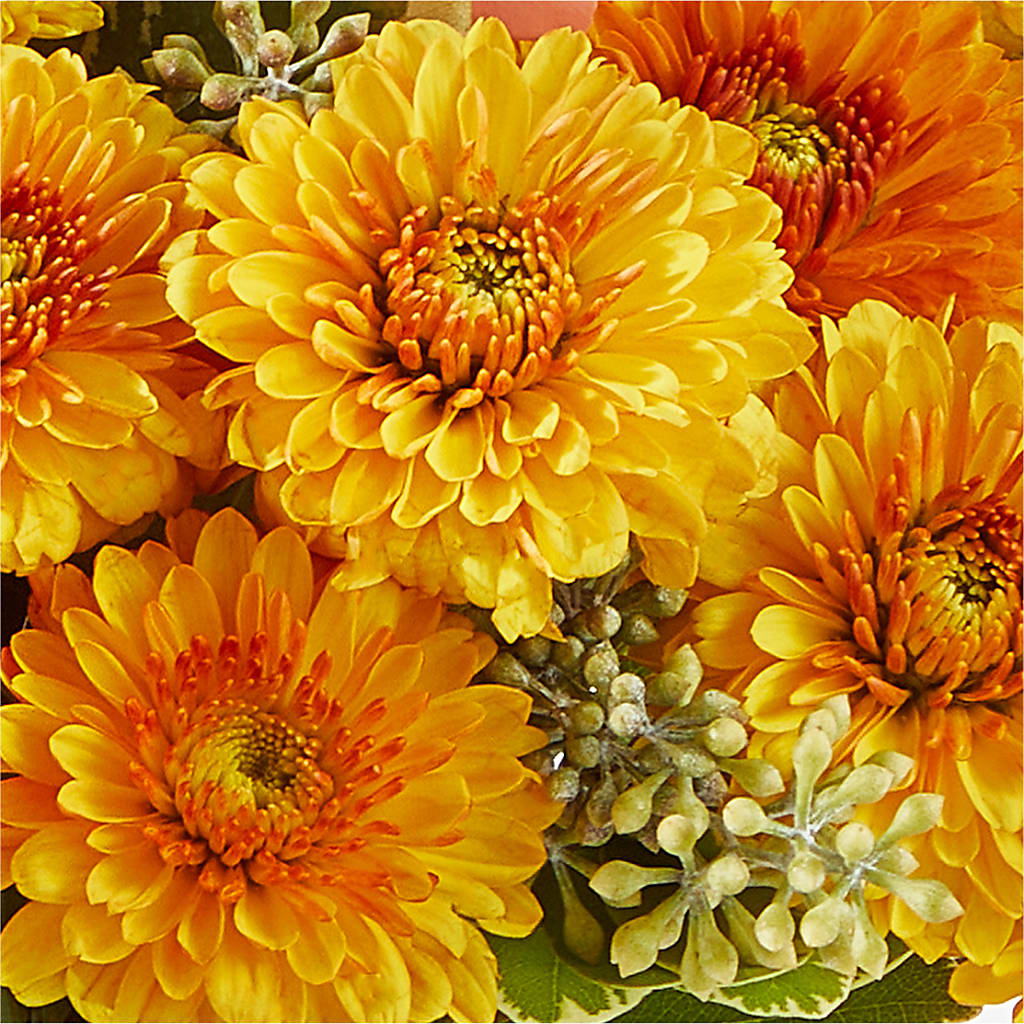 Peachy Pumpkin –  Greenbrook Flowers Inc, Jackson MS
