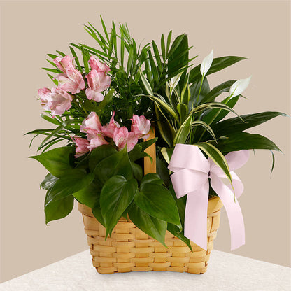 Living Spirit Dishgarden –  Greenbrook Flowers Inc, Jackson MS