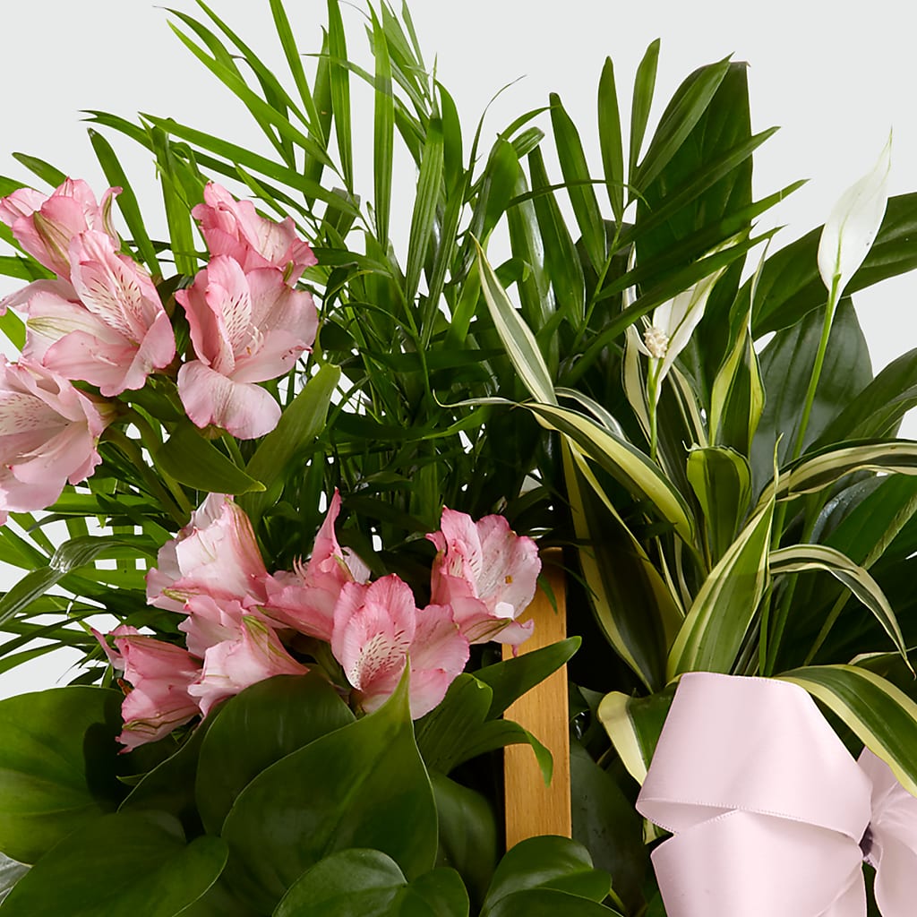 Living Spirit Dishgarden –  Greenbrook Flowers Inc, Jackson MS