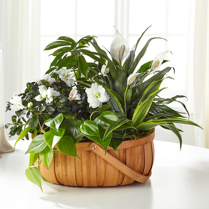 Serene Dishgarden –  Greenbrook Flowers Inc, Jackson MS
