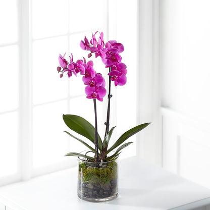 Pink Orchid Plant –  Greenbrook Flowers Inc, Jackson MS