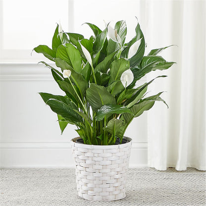 A New Leaf Peace Lily –  Greenbrook Flowers Inc, Jackson MS