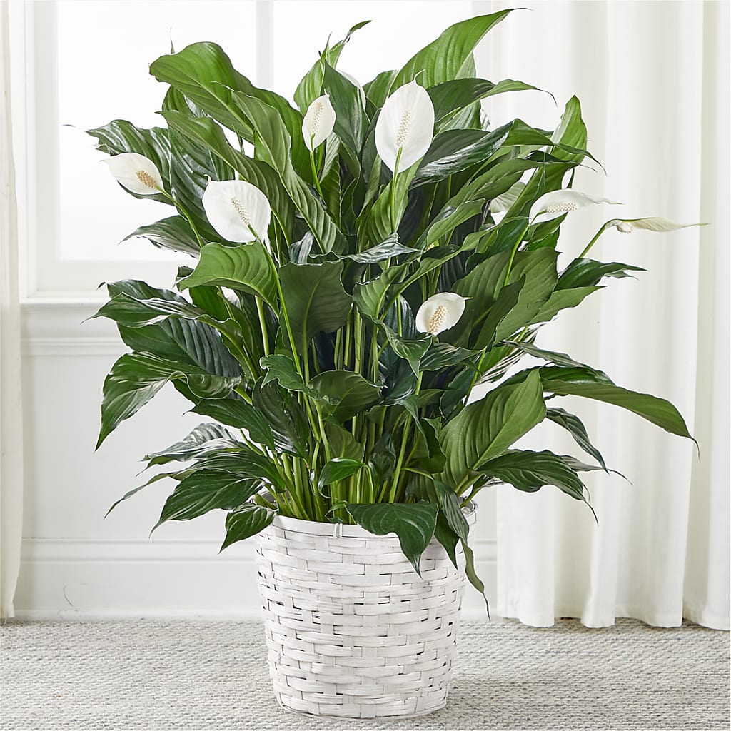A New Leaf Peace Lily – white flower arrangement | Jackson, MS
