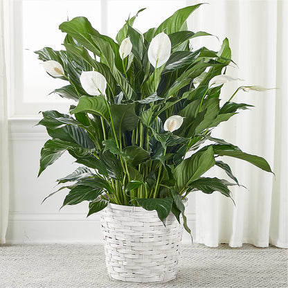 publix peace lily A New Leaf Peace Lily