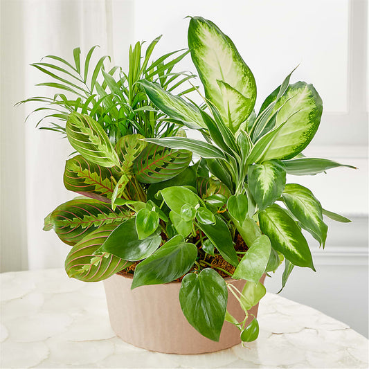 Balance & Harmony Dishgarden –  Greenbrook Flowers Inc, Jackson MS