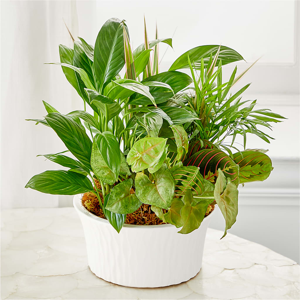 Balance & Harmony Dishgarden –  Greenbrook Flowers Inc, Jackson MS