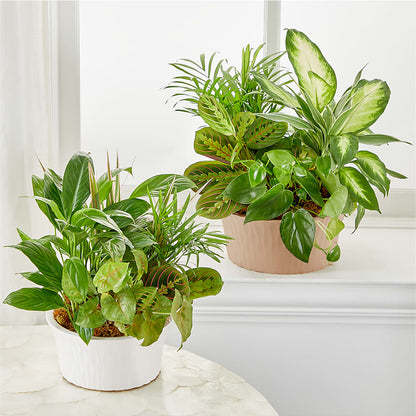 Balance & Harmony Dishgarden –  Greenbrook Flowers Inc, Jackson MS