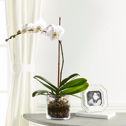 White Orchid Planter –  Greenbrook Flowers Inc, Jackson MS